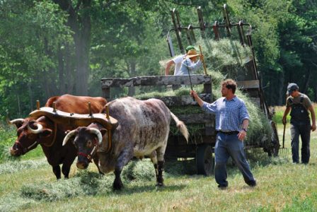 Small Farming With Oxen Image